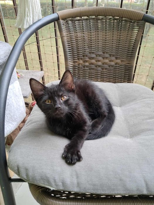 Lucyfer- słodki jak brownie kocurek szuka właśnie Ciebie