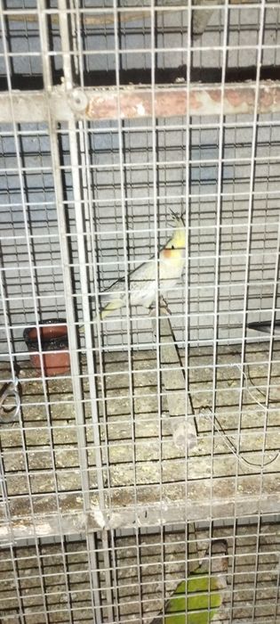 Vendo 1 casal de caturras mais 1 fêmea