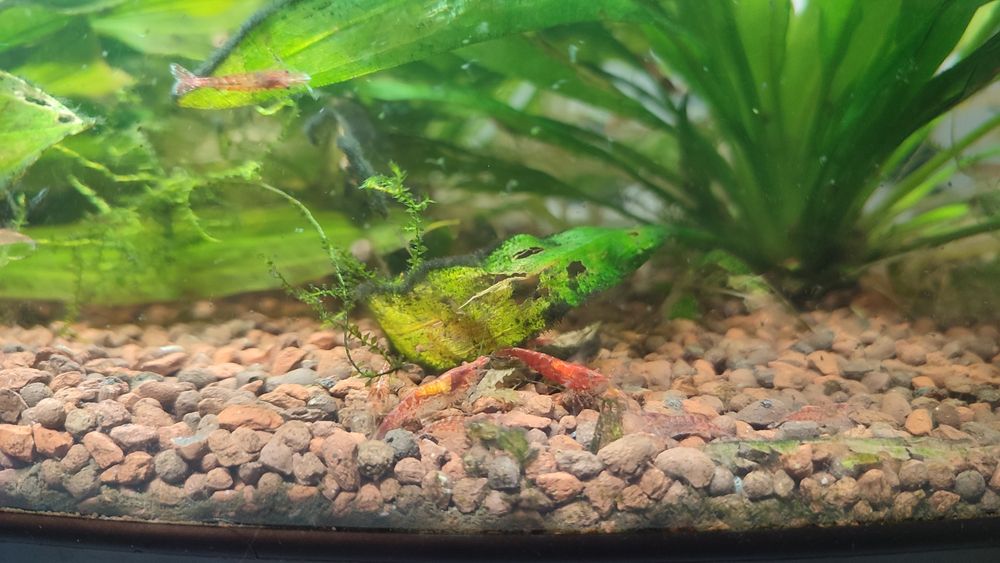 sprzedam krewetki Red Cherry