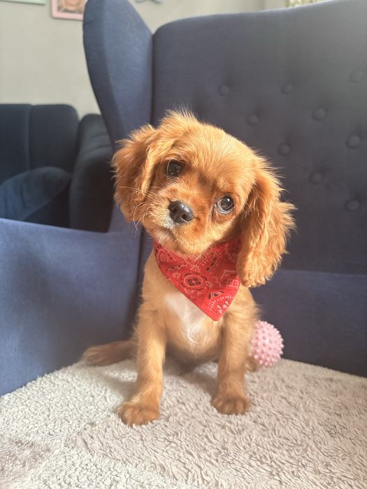 Cavalier King Charles Spaniel piesek.