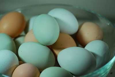 Kurki kokoszki nioski Green shell odchowany dostawa na miejsce