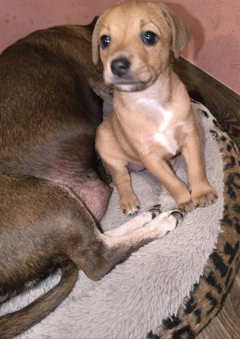 Гарненька собачка безкоштовно