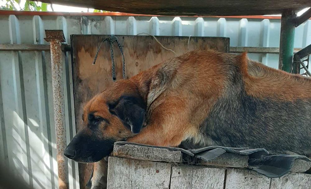 Цуценята в хороші руки