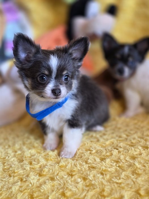 Chihuahua Macho lindo