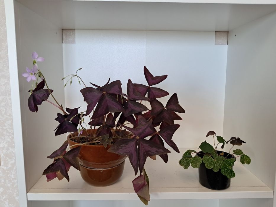 Хойя белла квітуча декілька разів на рік