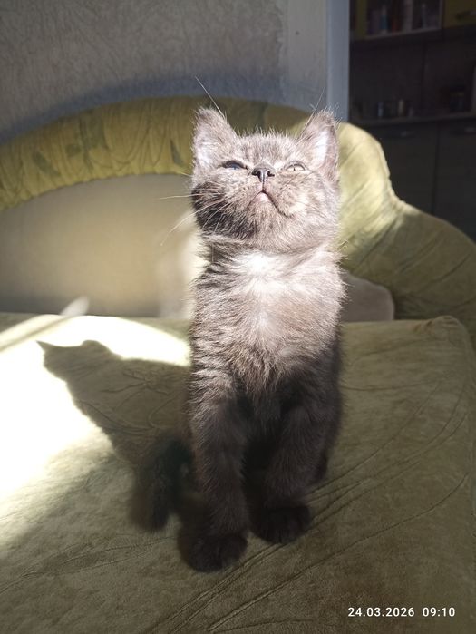 Шотландський прямовухий