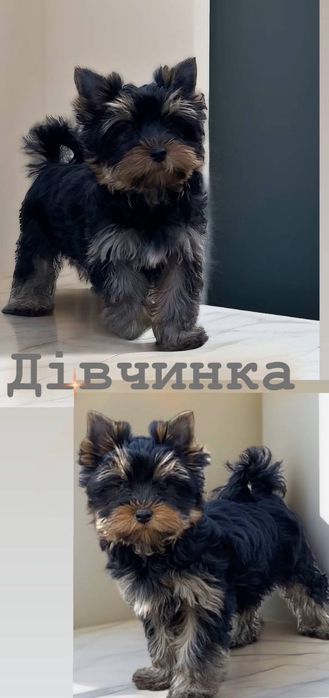 Пропонуємо неймовірно красиву дівчинку породи йоркширський тер'єр