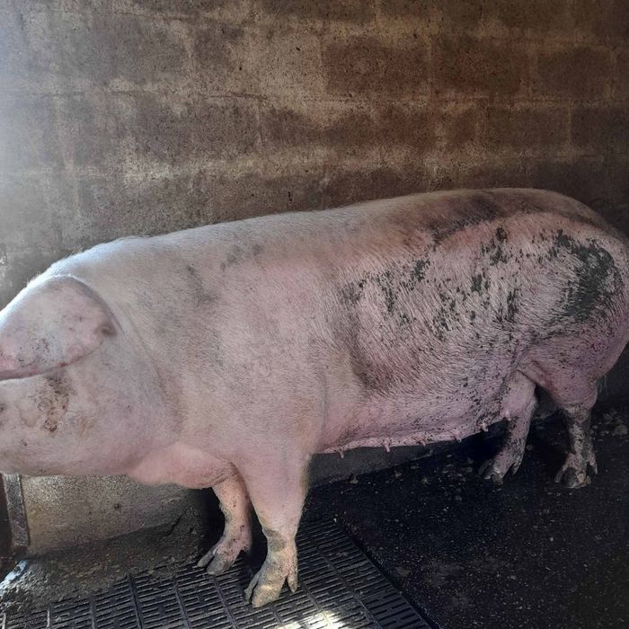 Беру хряків дорез свеноматок