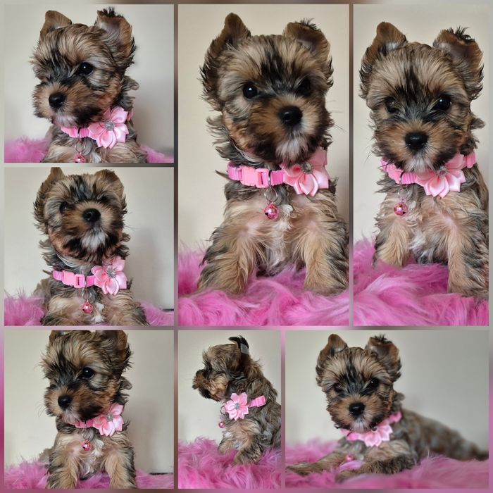 Yorkshire Terrier
