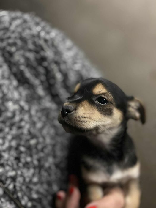 Małe Pieski, Oddam w dobre Ręce