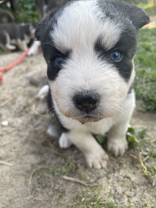 Szczeniaki Husky Syberyjski