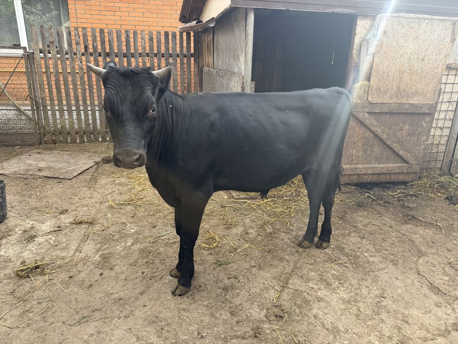 Продам бичка 1 рік