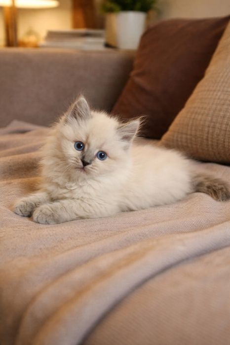 Рэгдолл кошеня очень красивые котята