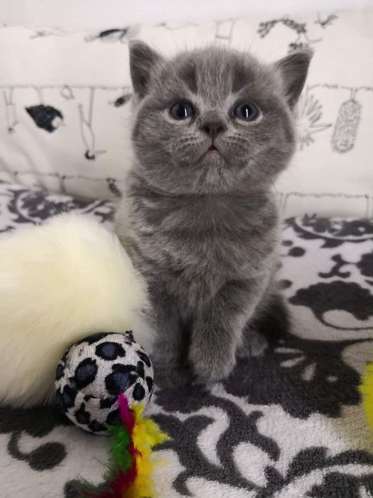 Kocurek brytyjski krótkowłosy