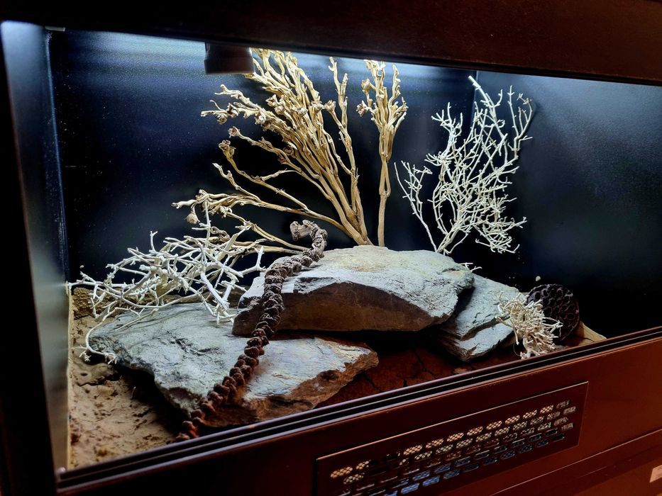 Terrarium 60x40x40 dla gekona lamparciego