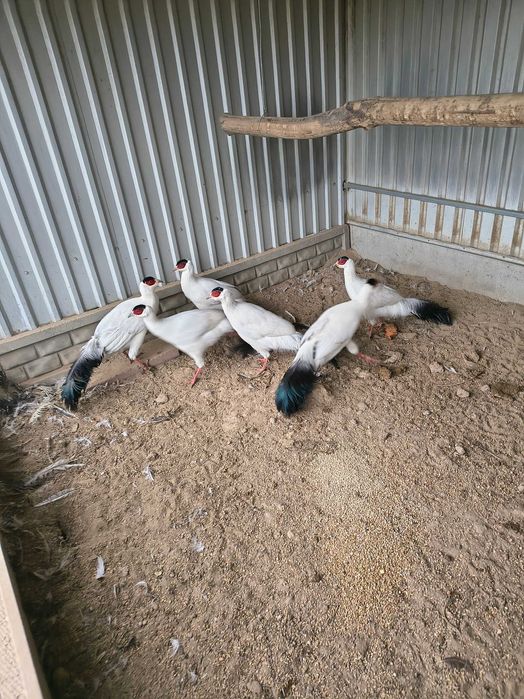 Bażanty uszaki z własnej hodowli