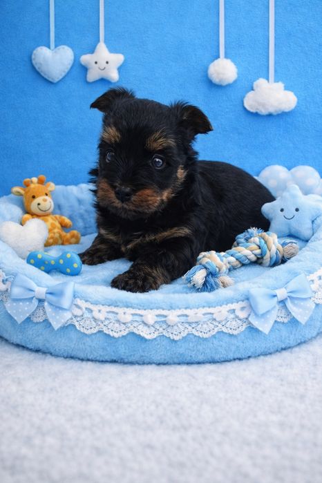 Prześliczny, maleńki York - Mega Cudo - Nie wybarwi się ! Rodowód Chip