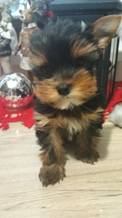 Yorkshire terrier suczka
