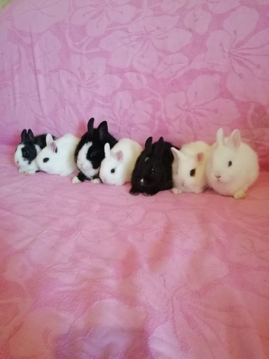 Króliki miniaturki karzełki