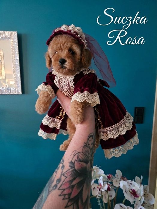 Maleńka sunieczka  Rosa maltipoo z transportem  legowiskiem