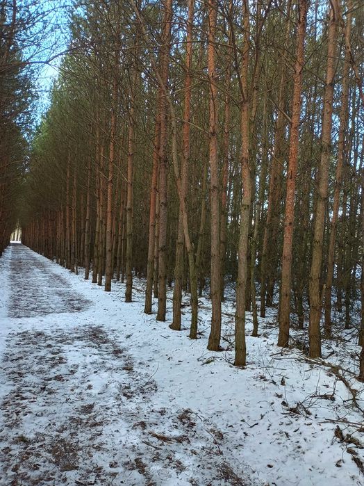Drzewo sosnowe, tyczki, stemple budowlane do wlasnej wycinki