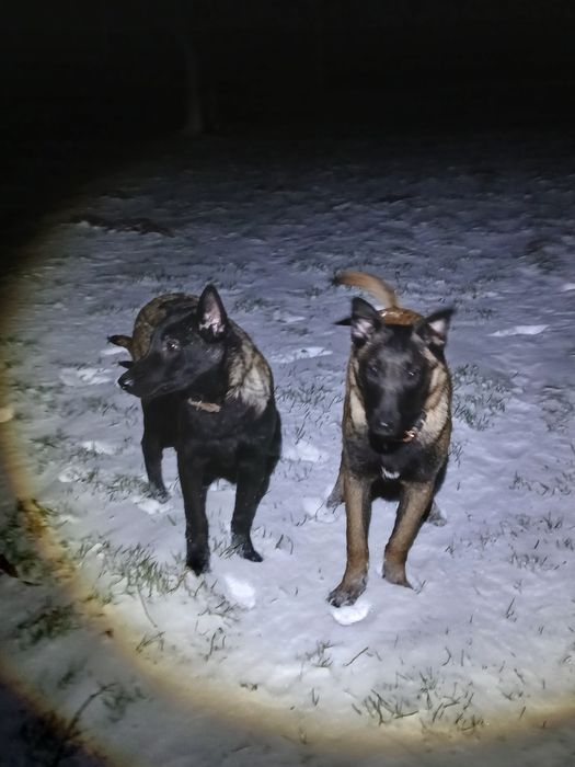 Бельгійська вівчарка Малінуа