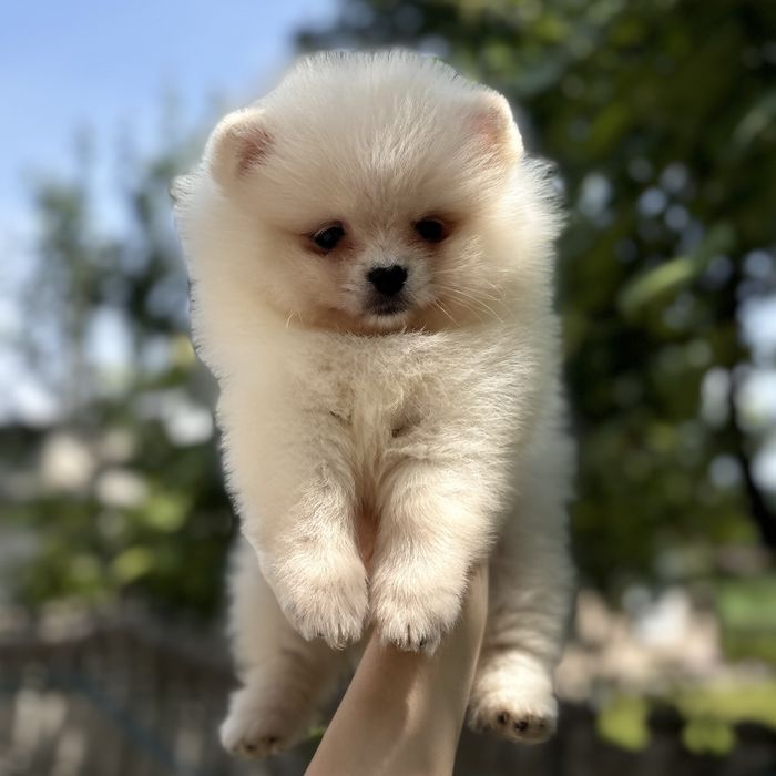 лялькова дівчинка шоу класу