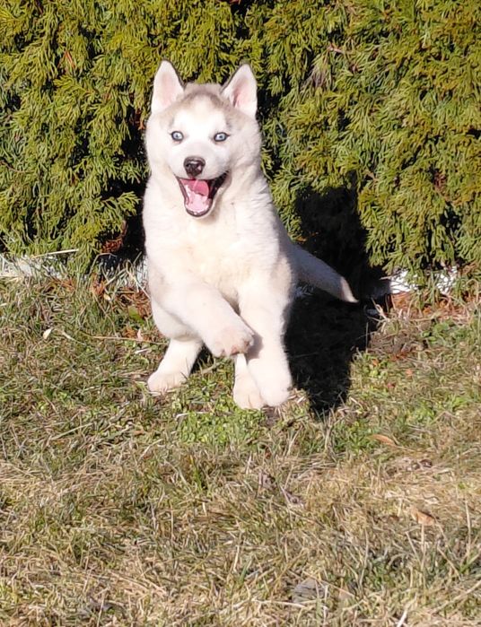Siberian husky  pies