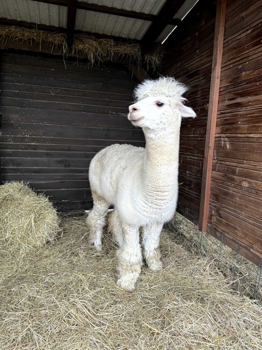 Alpaka samczyk 3 letni