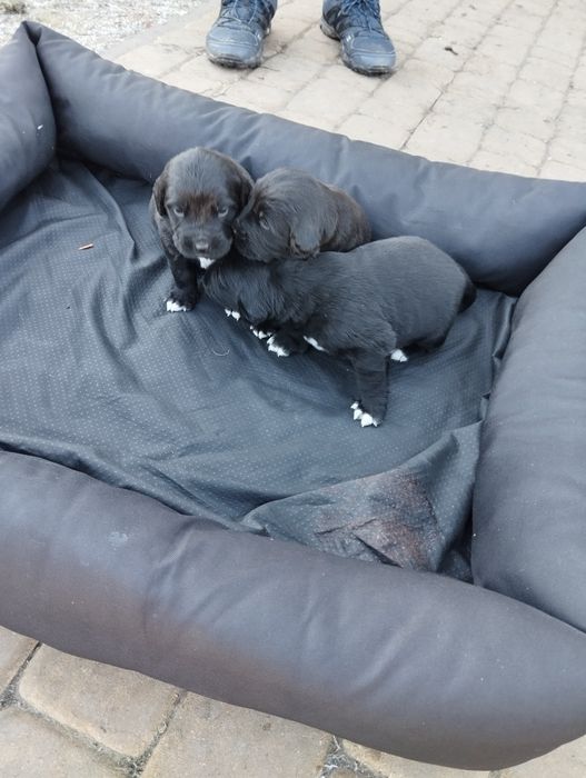 Berneński pies pasterski