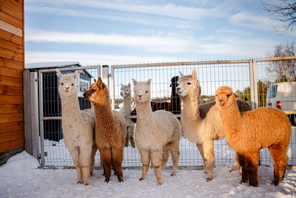 Alpaki Samce młode z 2025r ( od 6 do 9 mies)