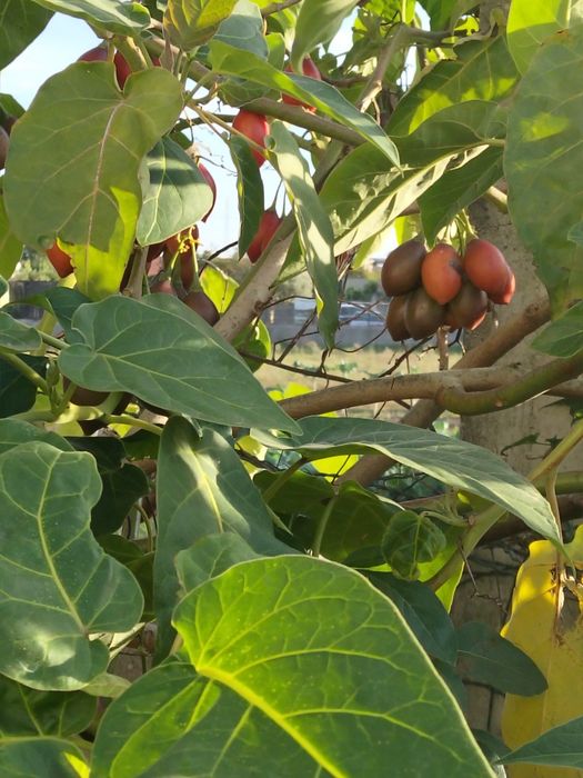 Tamarilho fruto e planta