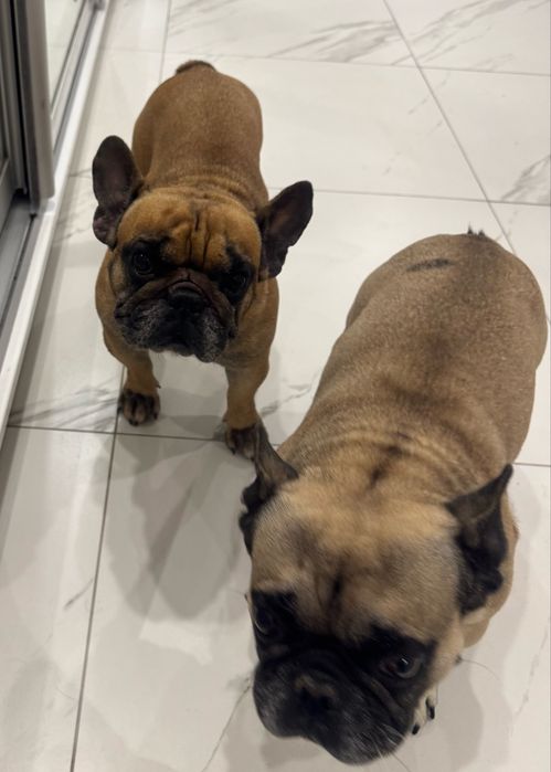 Французький бульдог хлопчик і дівчинка