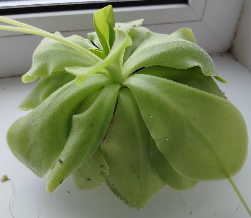 Жирянка (Товстянка) Хижа комахоїдна рослина