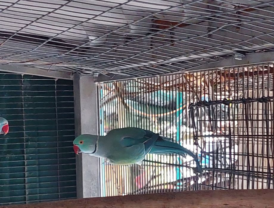 Macho reprodutor/cc/op