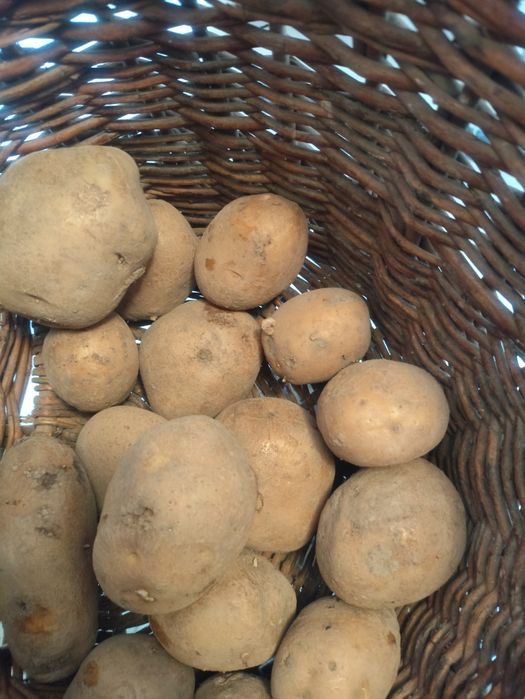 Sprzedam ziemniaki