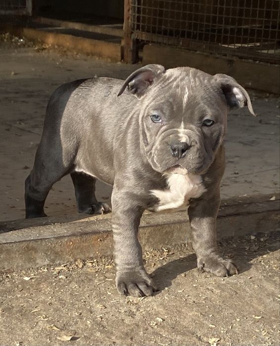 Американский булли стандарт хл