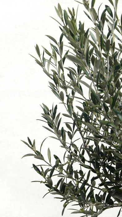 Оливкове дерево «Європейська Арбекіна» (Olea europaea Arbequina) «Spanish Premium» — Вік 25-30 років