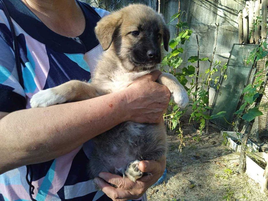 Цуценята в Охтирці Шукають Люблячу Родину