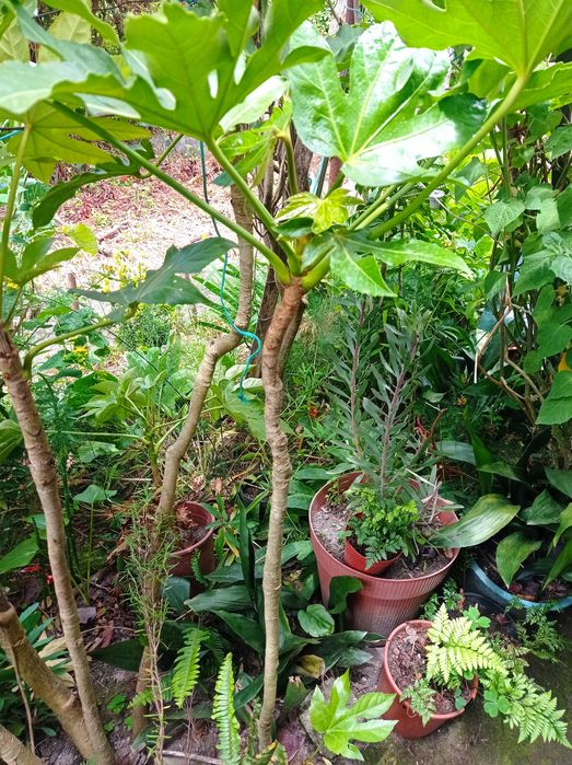 Planta de Fatsia japonica ou aralia japonesa