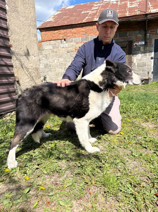 Szukam Pilnie nowego domu :)