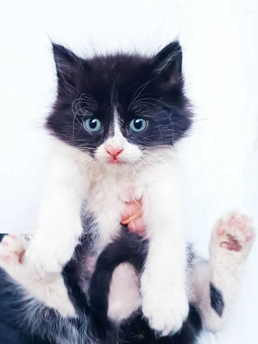 Котята кошечки котики бесплатно