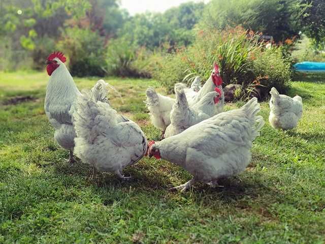 Інкубаційне яйце птиці різних порід Суссекс - колумбія,фарфор,лаванда.