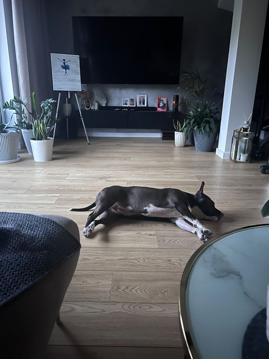 Ammerican Staffordshire Terrier