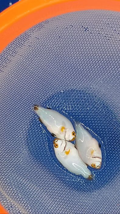Peixe palhaço cativeiro