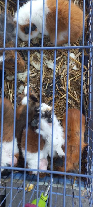 Свинки морские ручные