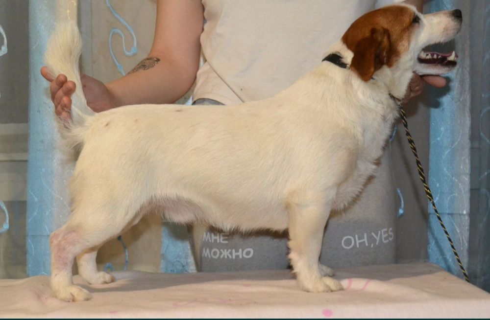 Девочки Джек Рассел терьера!