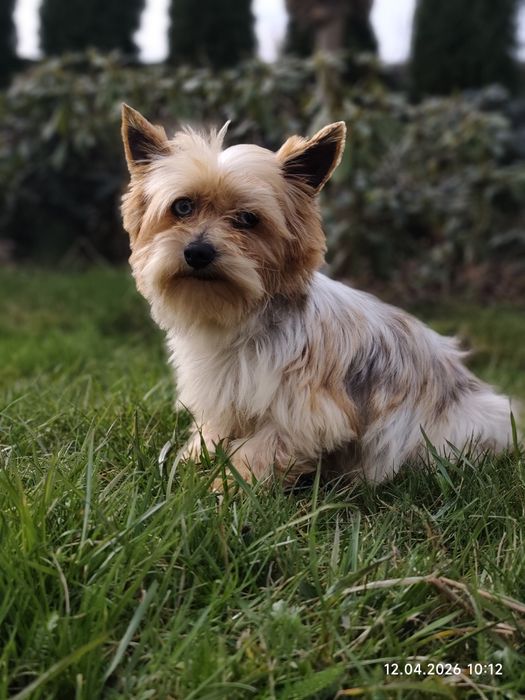 Śliczny piesek Yorkshire terrier