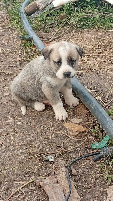 Rafeiros Alentejanos