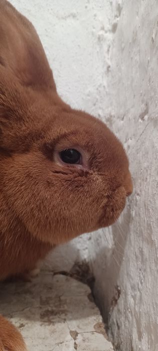 Królik Nowozelandzki Samiec